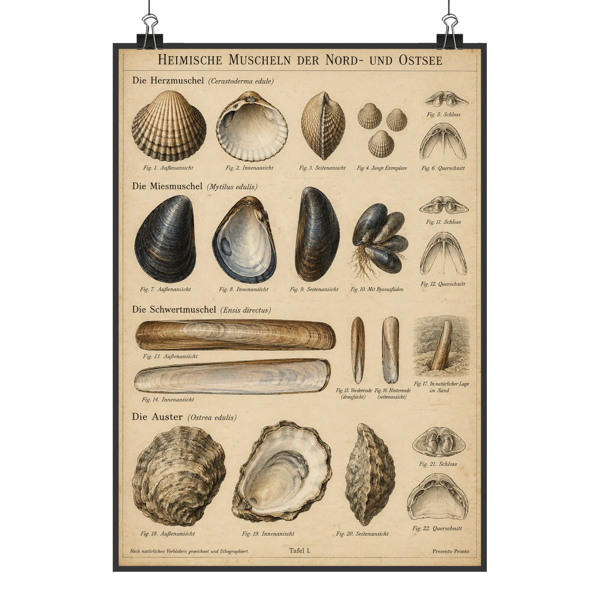 Nostalgisches Poster für Strandfans heimische Muscheln Informationstafel|p:2012726|h:6a26c3a7ad8af050f53af27b90976ef1