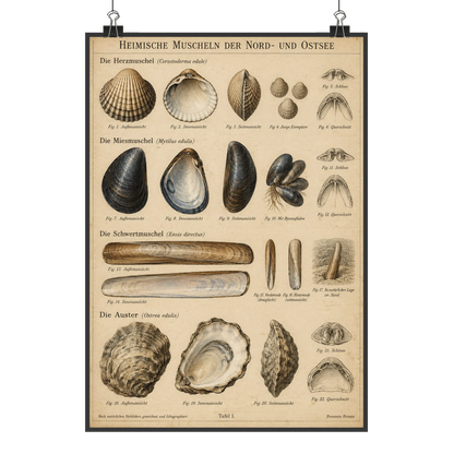 Nostalgisches Poster für Strandfans heimische Muscheln Informationstafel|p:2012726|h:6a26c3a7ad8af050f53af27b90976ef1