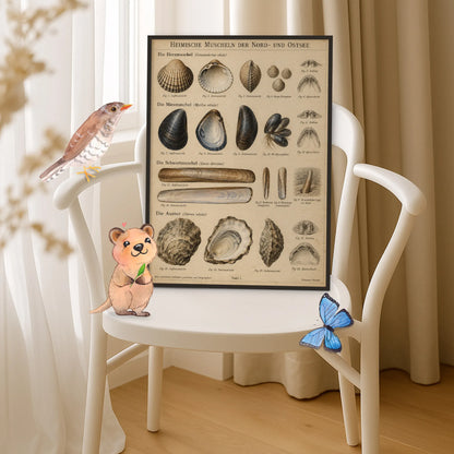 Nostalgisches Poster für Strandfans heimische Muscheln Informationstafel|p:2012726|h:4ea4a43207c8197d02695cd85fd1e8ed